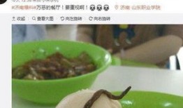 最新新康饭菜爆料图片,最新爆料图片曝光，美味与营养并存！”